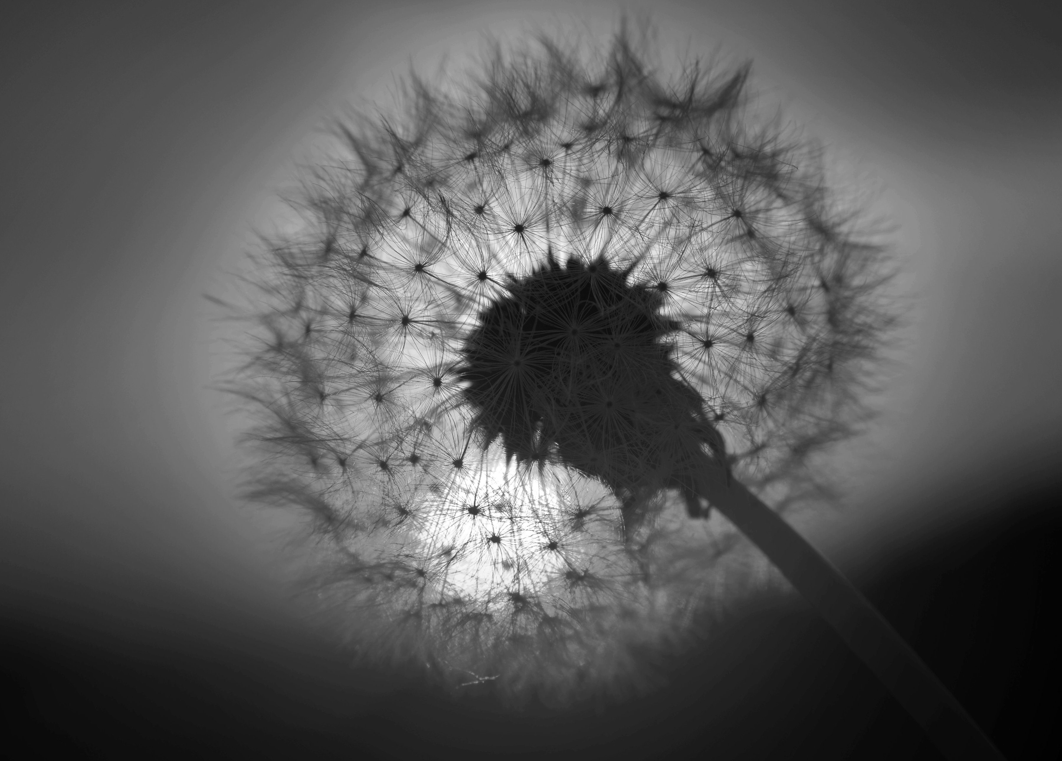 Fototapete Blume & Weiß Schwarz Papermoon