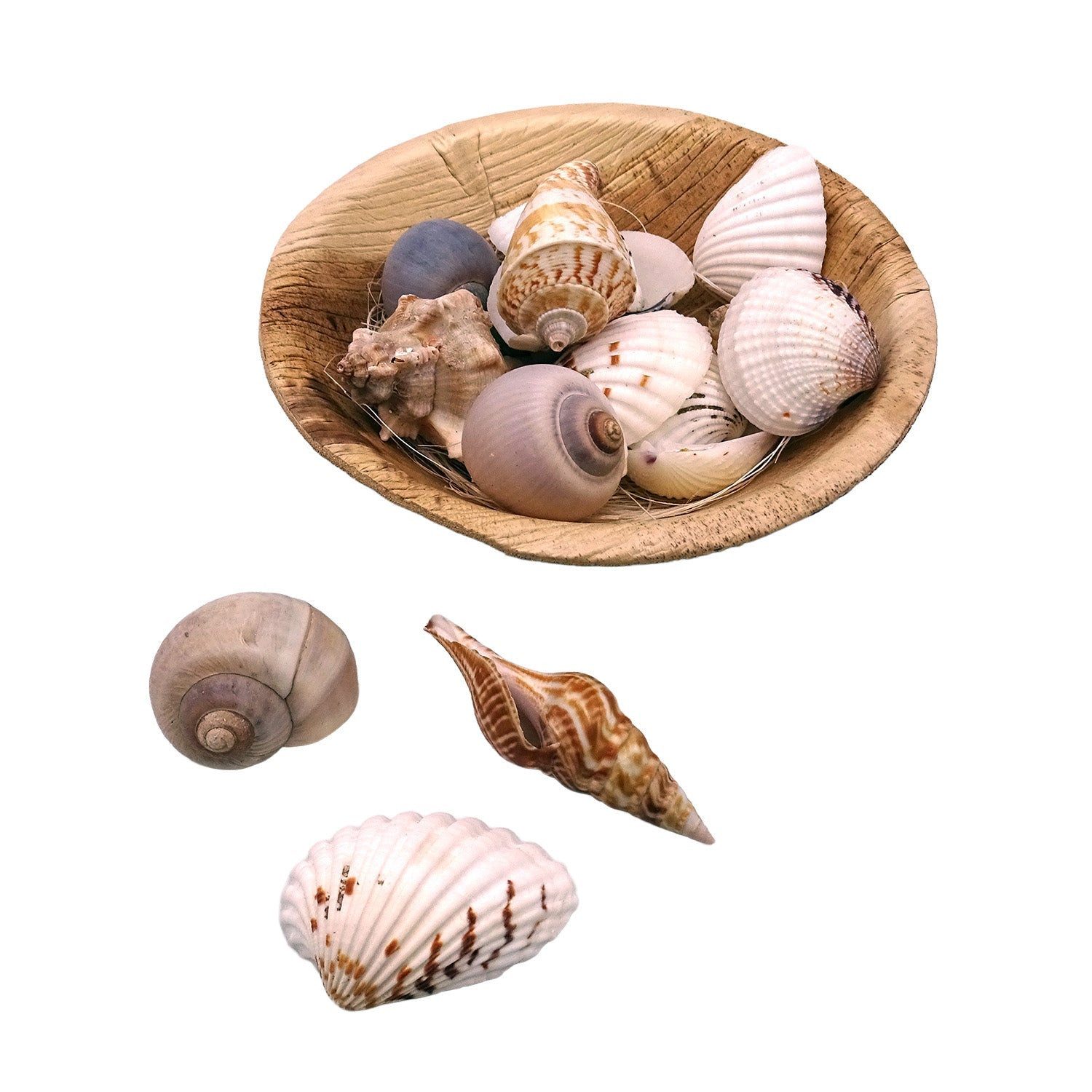 Logbuch-Verlag Dekofigur Muscheln in runder Schale 13x13x5 cm – Naturdeko ca. 90g echte