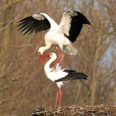 1art1 Kunstdruck Vögel - Ein Storchenpaar Auf Ihrem Nest