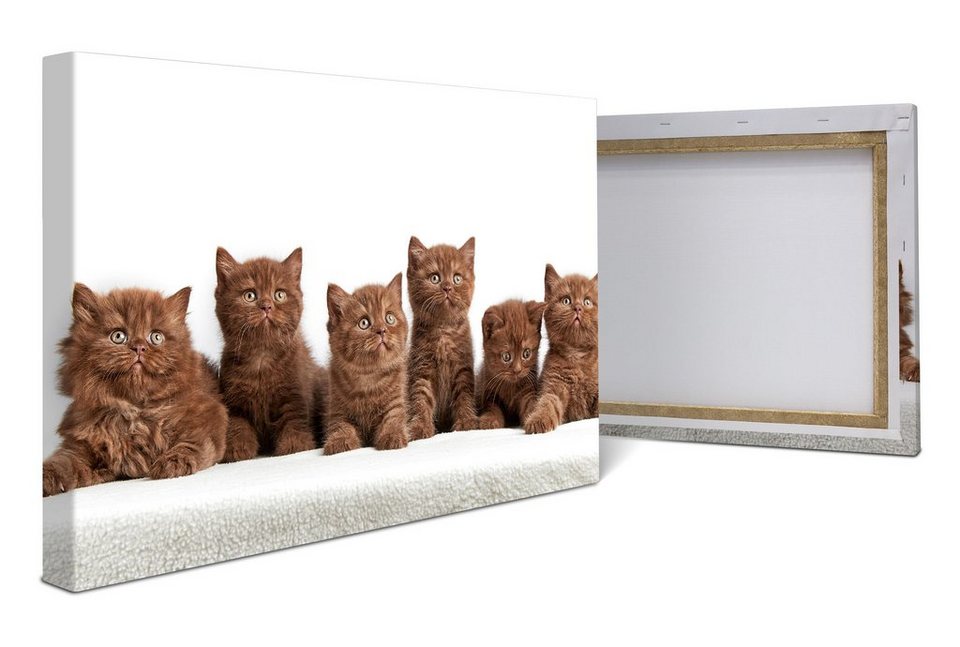 wandmotiv24 Leinwandbild Portrait von sechs braunen britischen Kätzchen,  Tiere (1 St), Wandbild, Wanddeko, Leinwandbilder in versch. Größen
