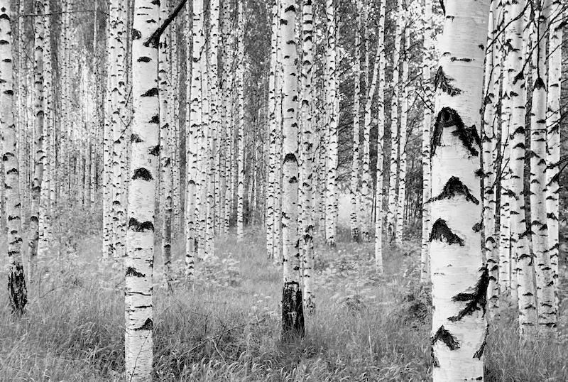 Komar Vliestapete Woods, 368x248 cm (Breite x Höhe), inklusive Kleister,  Deutsches Qualitätsvlies, formstabil, geruchsfrei, glatt und