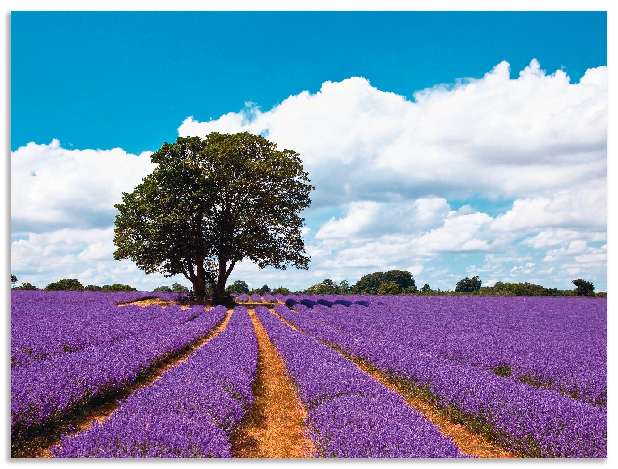 Wandbild Größen Leinwandbild, Artland Poster St), Lavendelfeld im Alubild, (1 Schönes oder Felder Sommer, in als versch. Wandaufkleber