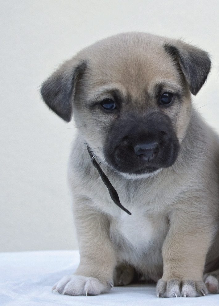Rasch Fototapete Hundewelpe - Vliestapete Weiß Beige Grau, bedruckt, (1 Rolle, 1 St., 1,3 m x 0,93 m), Lichtbeständige Farben - Feucht abwischbar - Restlost abziehbar