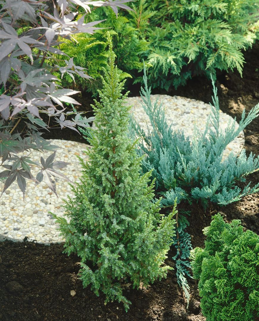 Pflanzen für Dich Konifere Juniperus squamata Loderi, 1 St., Chinesischer Wacholder, Blauer Zwergwacholder, blaugrün, kriechend