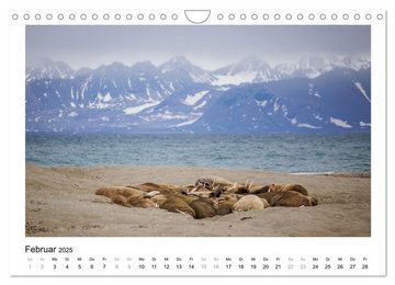 CALVENDO Wandkalender Fauna arctica (Wandkalender 2025 DIN A4 quer), CALVENDO Monatskalender