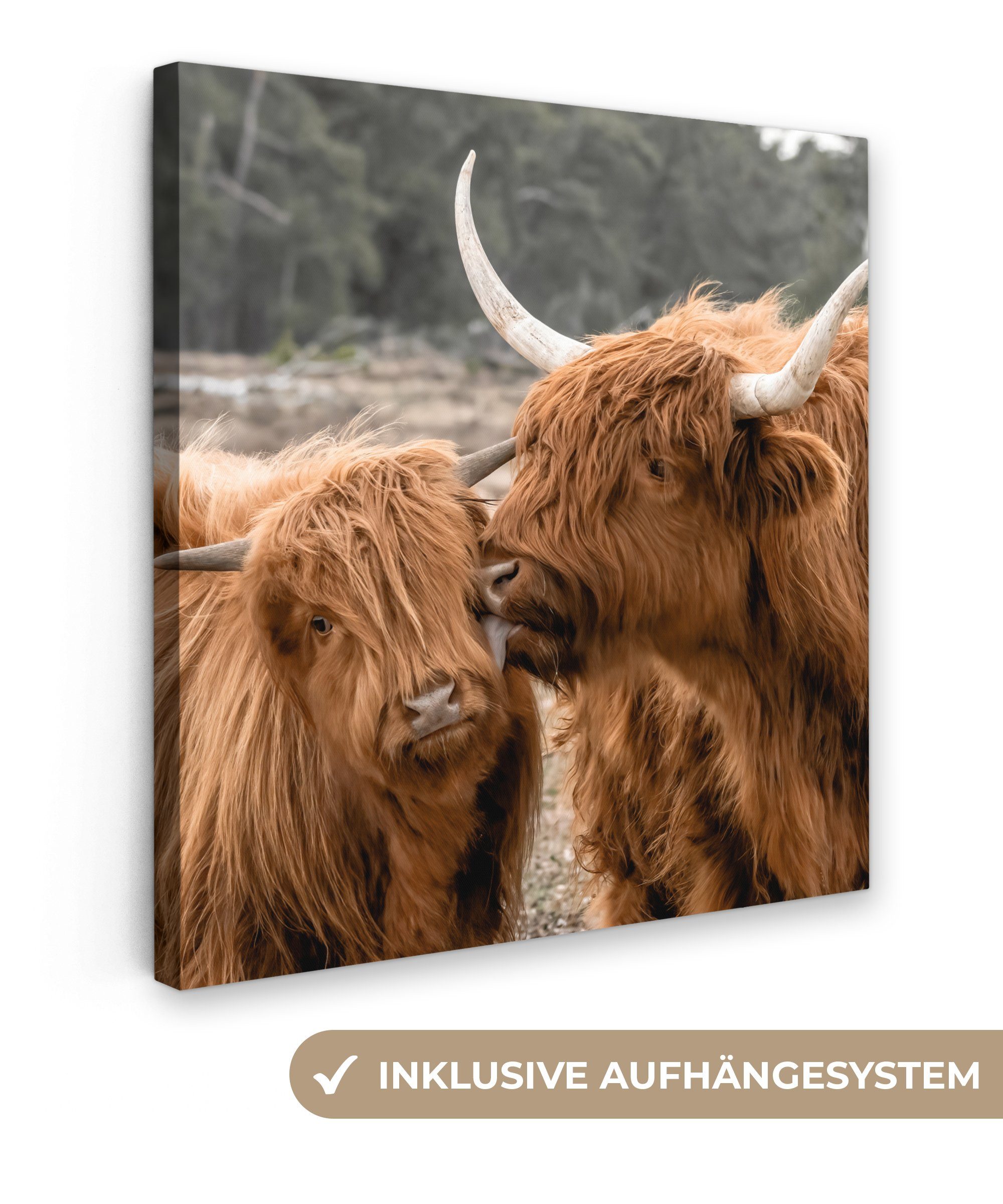 OneMillionCanvasses® Leinwandbild Schottischer Highlander - Kuh - Tiere, (1 St), Leinwand Bilder für Wohnzimmer Schlafzimmer, 20x20 cm