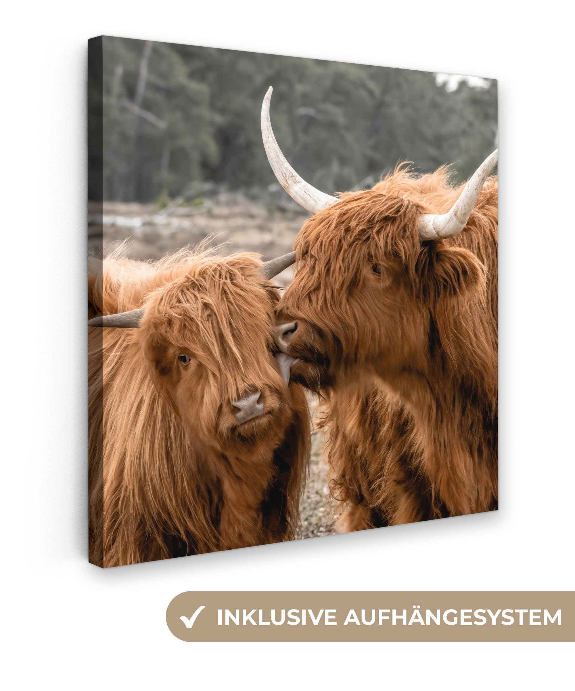 - Kuh - (1 für Wohnzimmer Leinwandbild Schlafzimmer, Highlander OneMillionCanvasses® Tiere, cm St), Schottischer 20x20 Leinwand Bilder