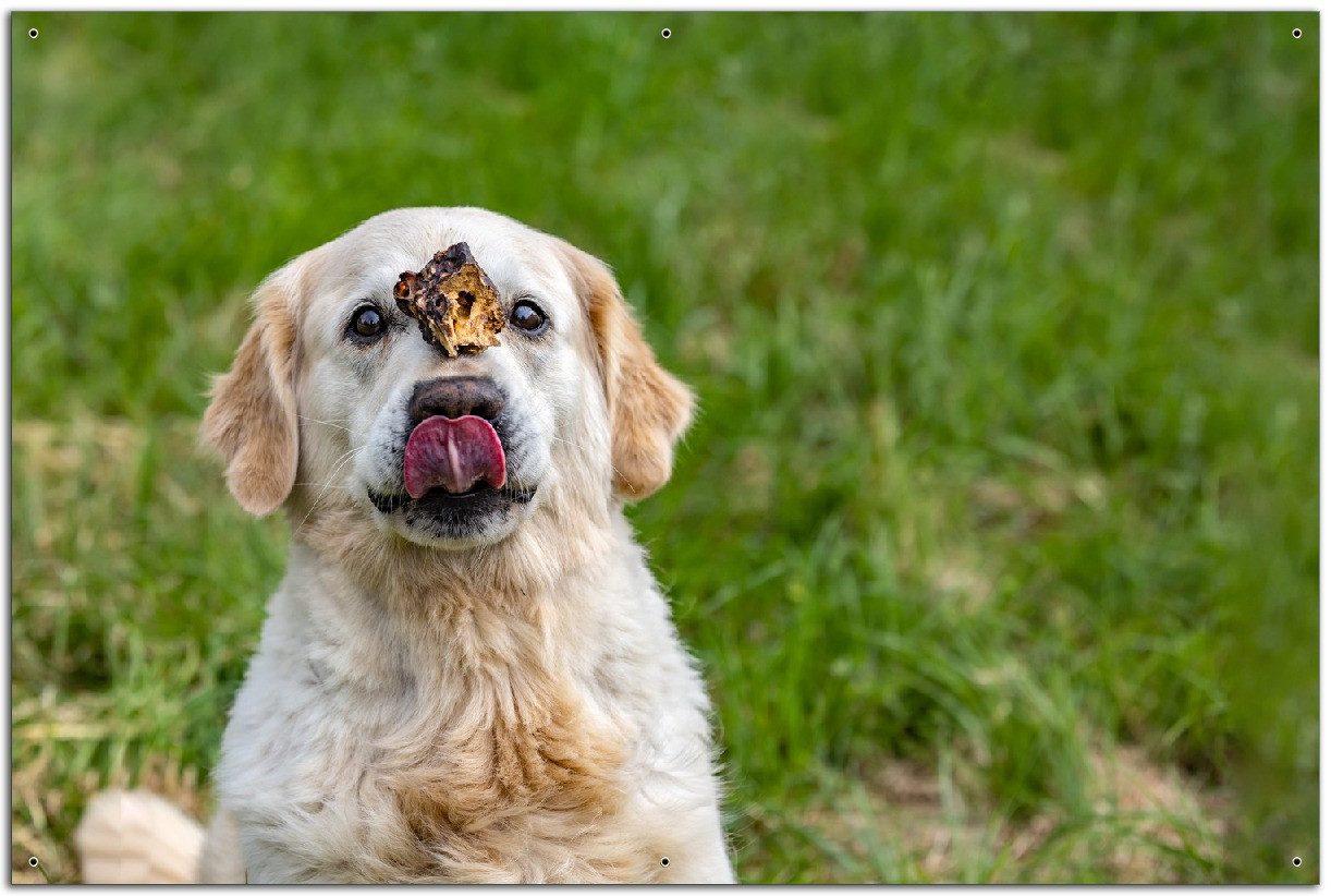 Wallario Sichtschutzzaunmatten Hund trifft Leckerli