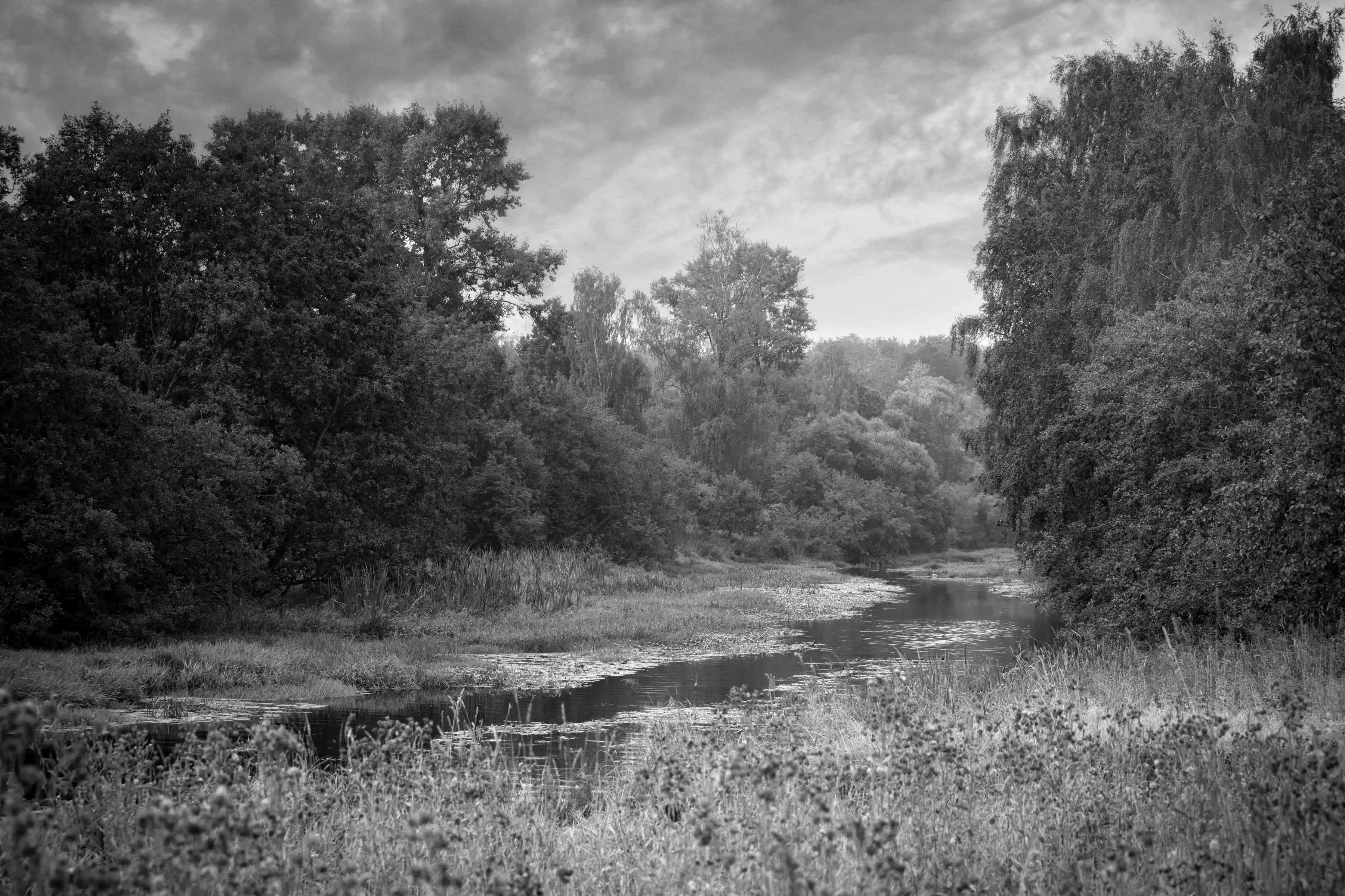 Fototapete Wald Schwarz & Weiß