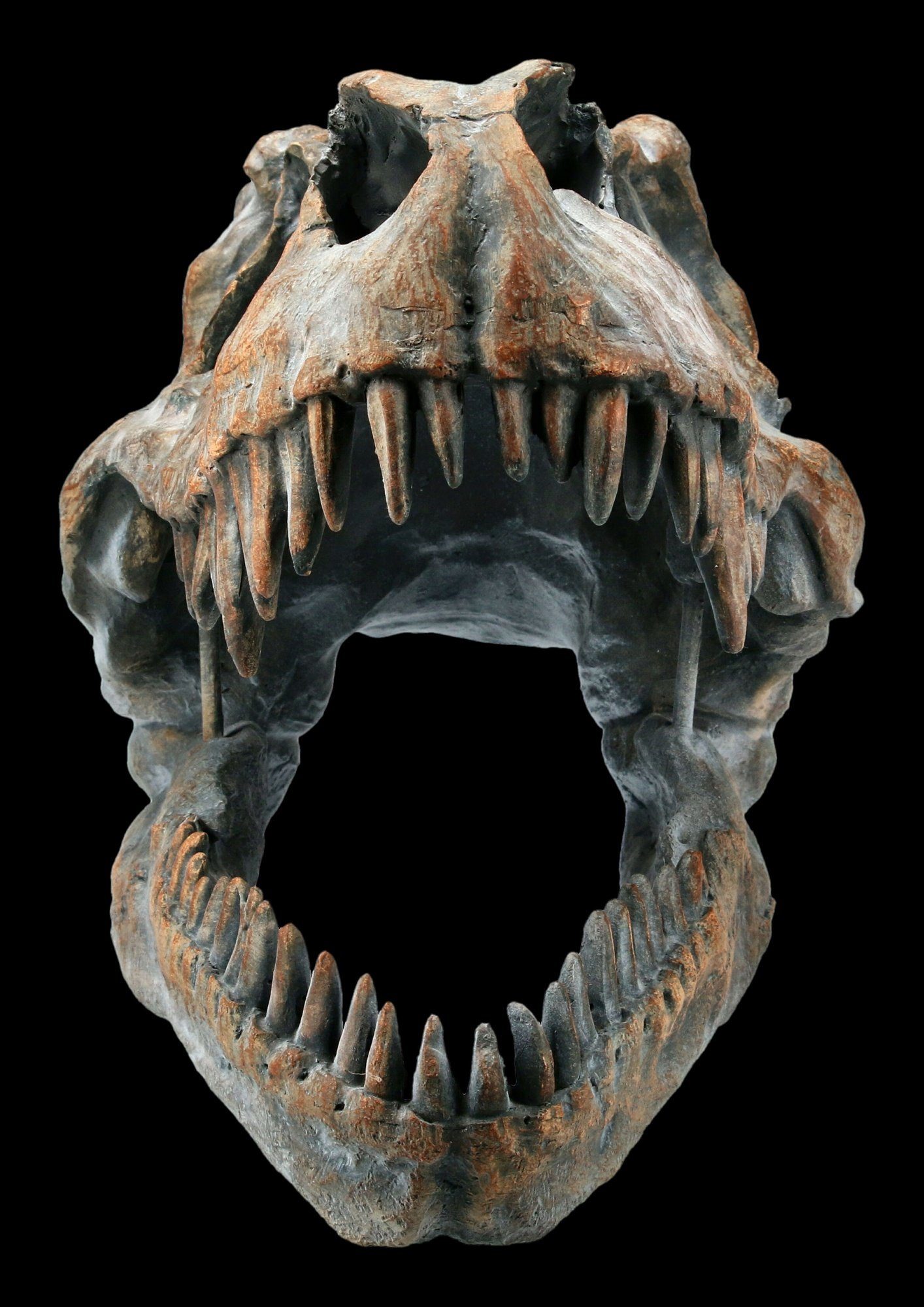 Figuren Shop GmbH Dekoobjekt Totenkopf - Tyrannosaurus Rex - mittel - Fanta günstig online kaufen