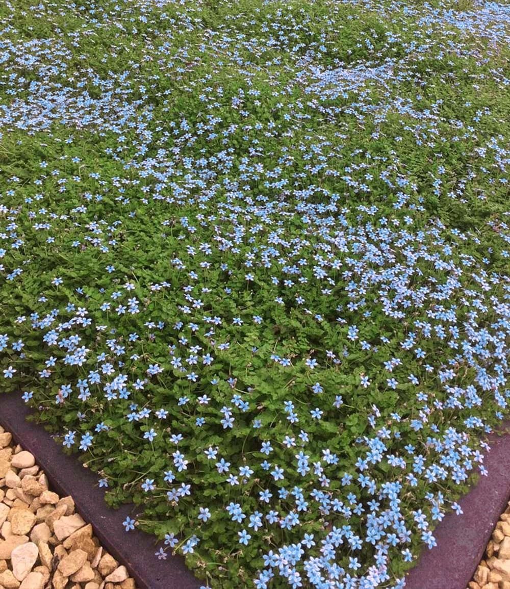 BALDUR Garten Bodendecker Isotoma 'Blue Foot®', 3 St., Schnellwachsend, winterhart, mehrjährig, pflegeleicht