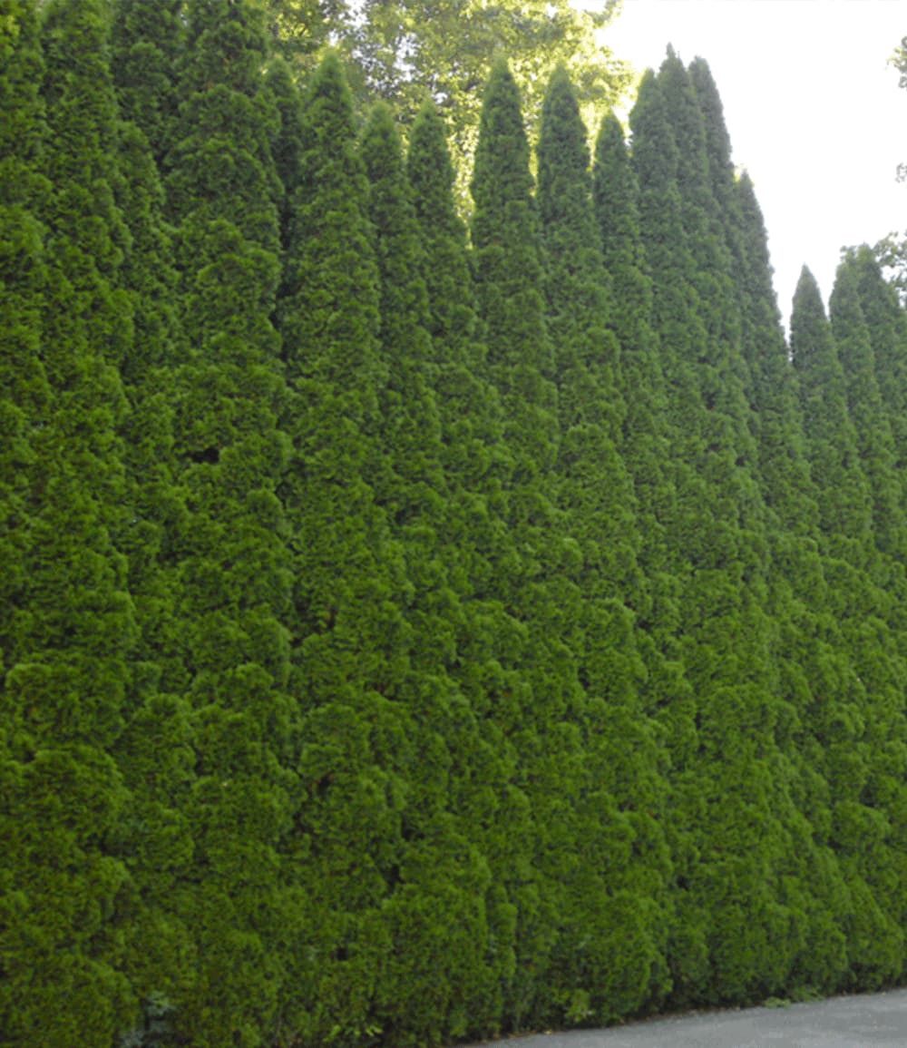 BALDUR Garten Hecken Lebensbaum-Hecke 'Smaragd' 40-60 cm hoch, 1 St., Schnellwachsend, winterhart, mehrjährig, blickdicht