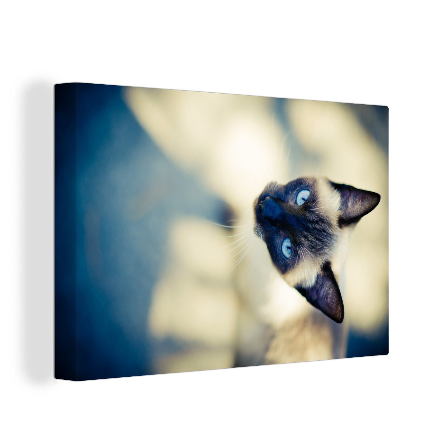 OneMillionCanvasses® Leinwandbild Eine siamesische Katze oben, Aufhängefertig, 30x20 St), Leinwandbilder, Wanddeko, (1 cm von Wandbild