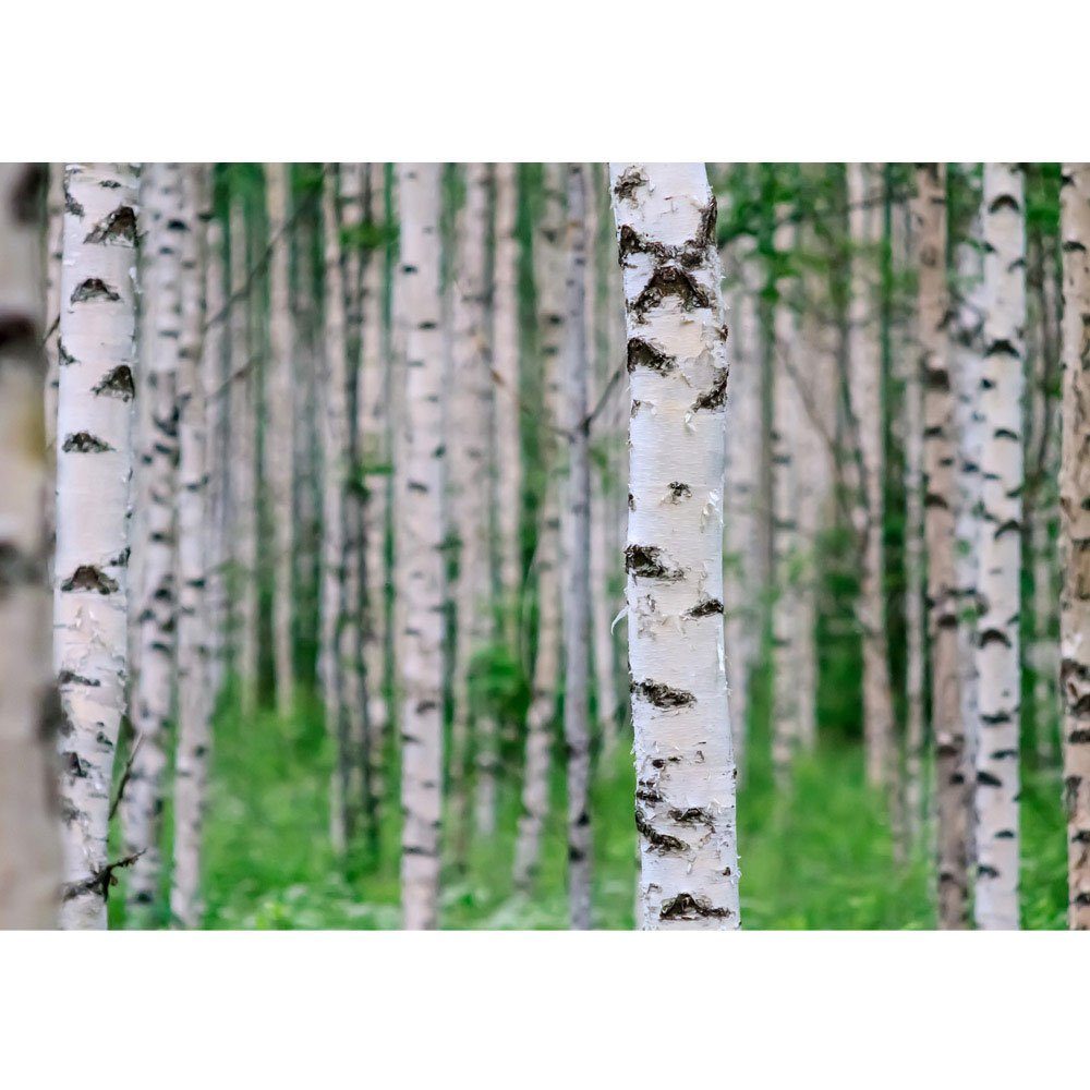 no. 81, liwwing liwwing Birke 3D Wald Wald Fototapete perspektive Fototapete Stämme Birkenwald