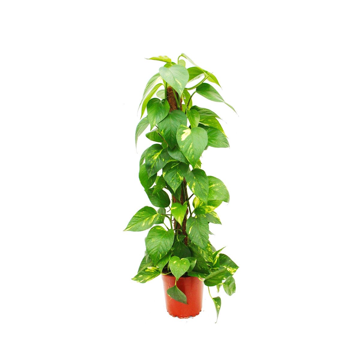 Exotenherz Zimmerpflanze Epipremnum aureum, Efeutute am Moosstab