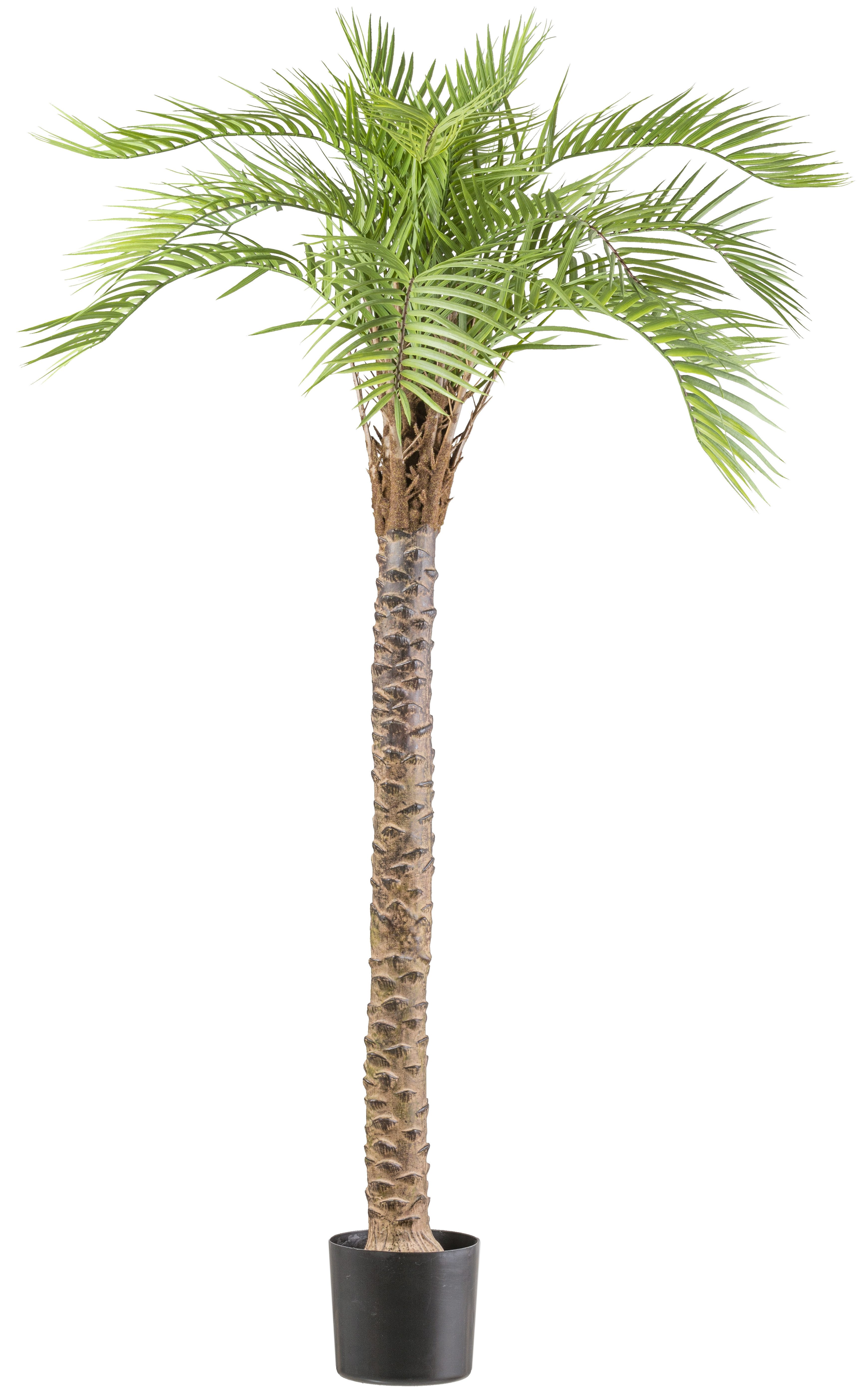 Kunstpalme Macauba Palme, Creativ green, Höhe 175 cm, mit hohem Stamm