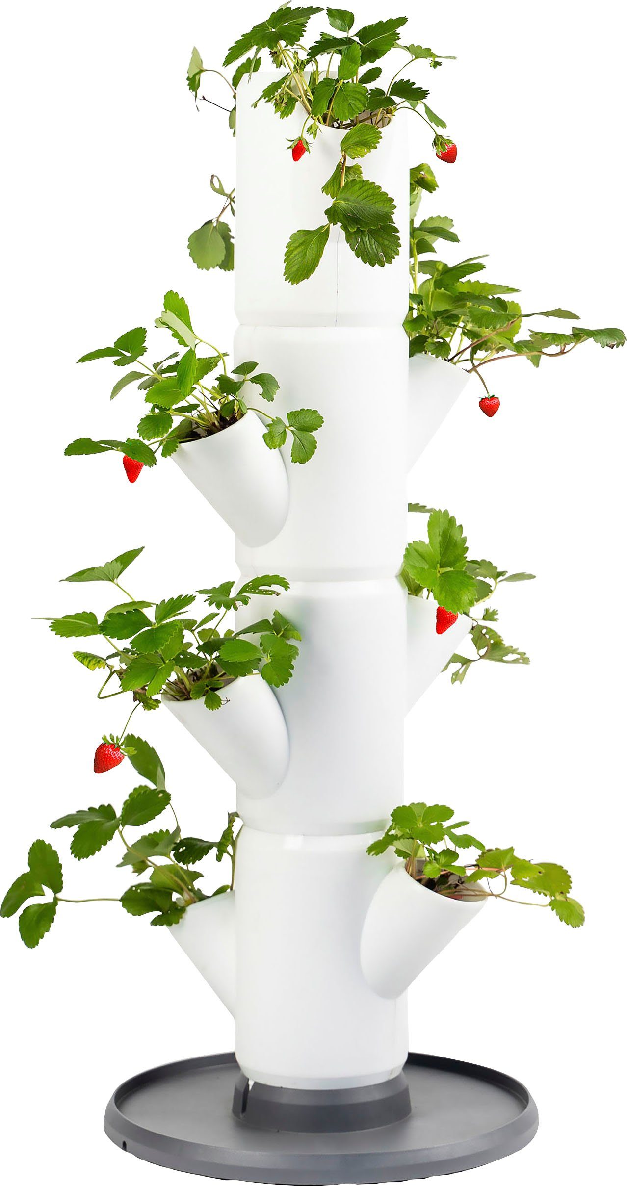 Gusta Garden Pflanzkübel SISSI STRAWBERRY Erdbeerbaum, 4 Etagen inkl.  Untersetzer, Erdbeeren anbauen leicht gemacht | Pflanzkübel