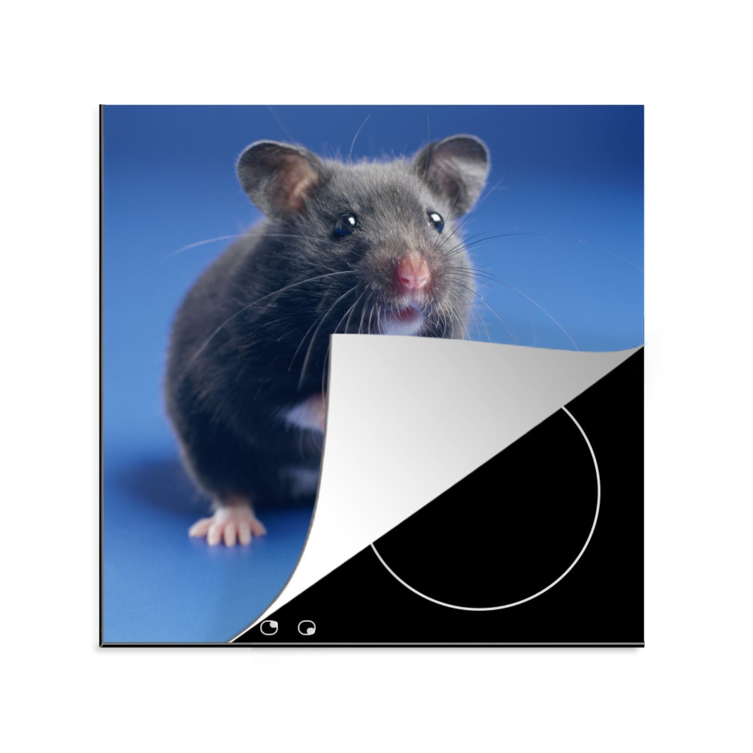 MuchoWow Herdblende-/Abdeckplatte Dunkelgrauer hamsterblauer Hintergrund, Vinyl, (1 tlg), 78x78 cm, Ceranfeldabdeckung, Arbeitsplatte für küche