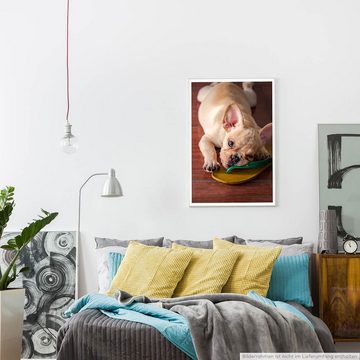 Sinus Art Poster 60x90cm Poster Tierfotografie  Süße Französische Bulldogge mit Flip Flop