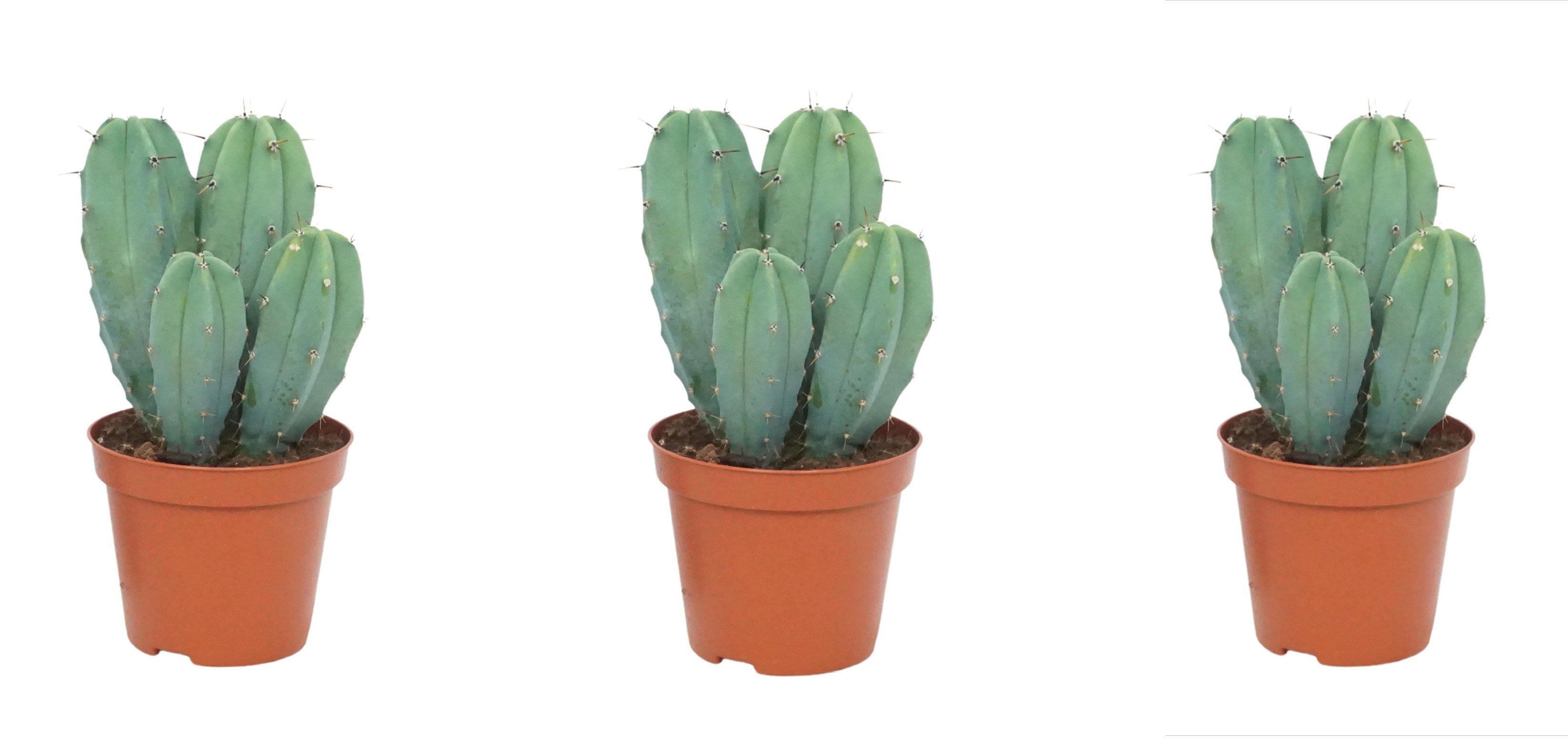 meinvipshop Kaktus Kakteenset Säulenkaktus im 3er Set