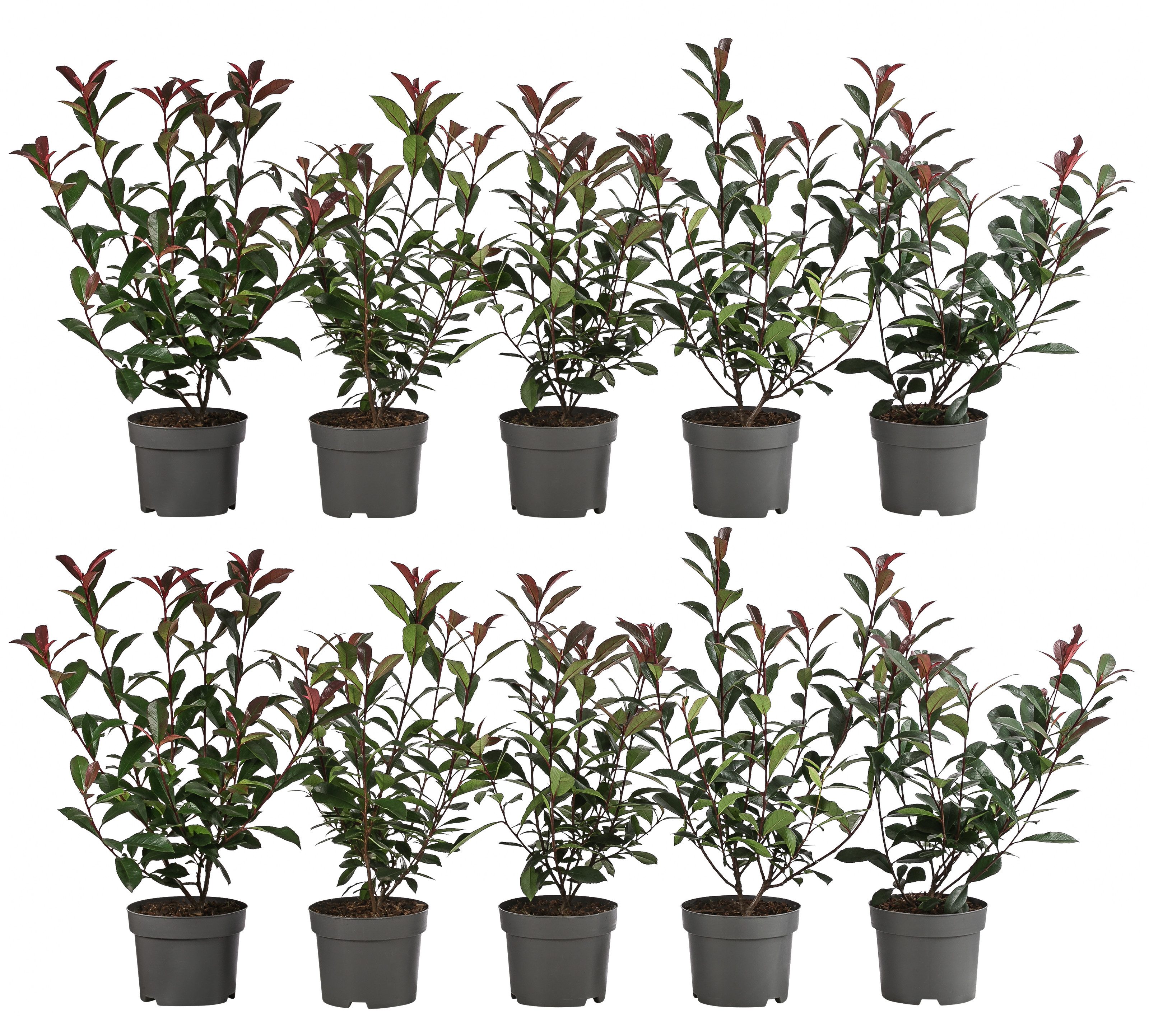 Dehner Hecken Purpur-Glanzmispel Carre Rouge, 10 Растения, ca. 2 m, 20 - 35 cm, bienenfreundlich, glänzendes Blattwerk