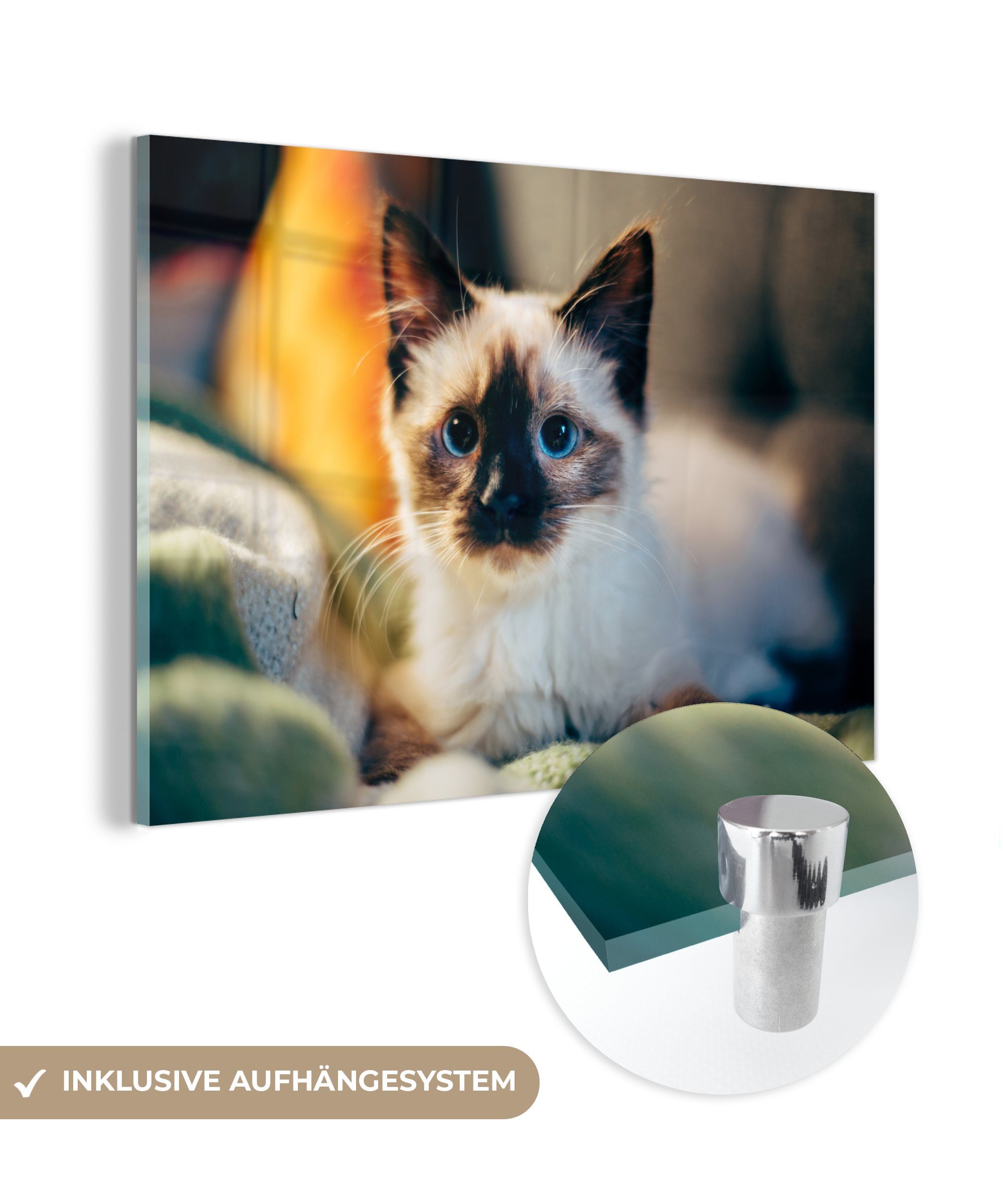 MuchoWow Acrylglasbild Katze - Fell - Schwarz, (1 St), Acrylglasbilder Wohnzimmer & Schlafzimmer | Bilder