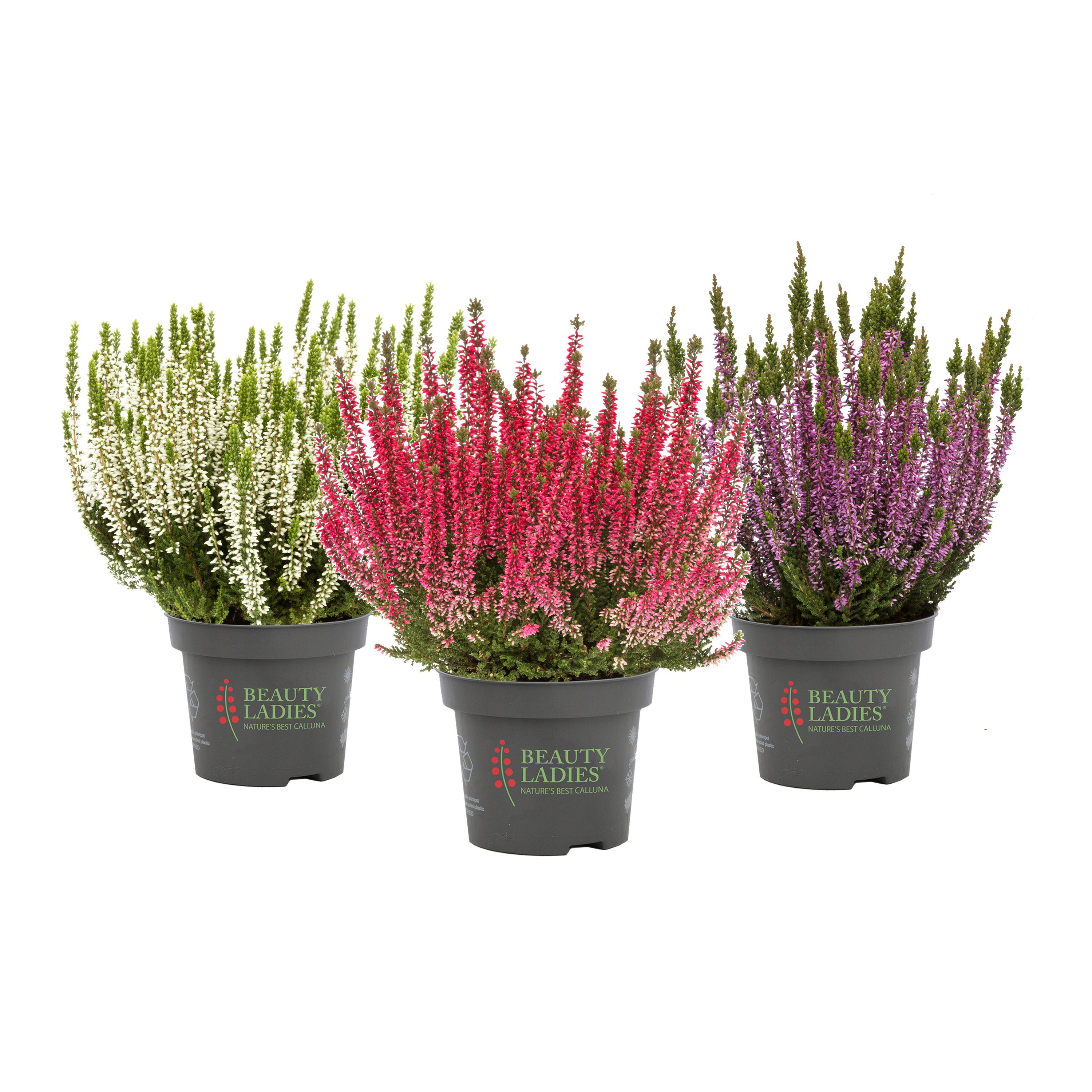 DekoPrinz® Blumentopf mit Heidekraut Pflanze, Beauty Ladies® Mix (3 St), winterhart