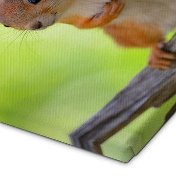 Posterlounge Leinwandbild Bernd Zoller, Europäisches Eichhörnchen, Kinderzimmer Fotografie
