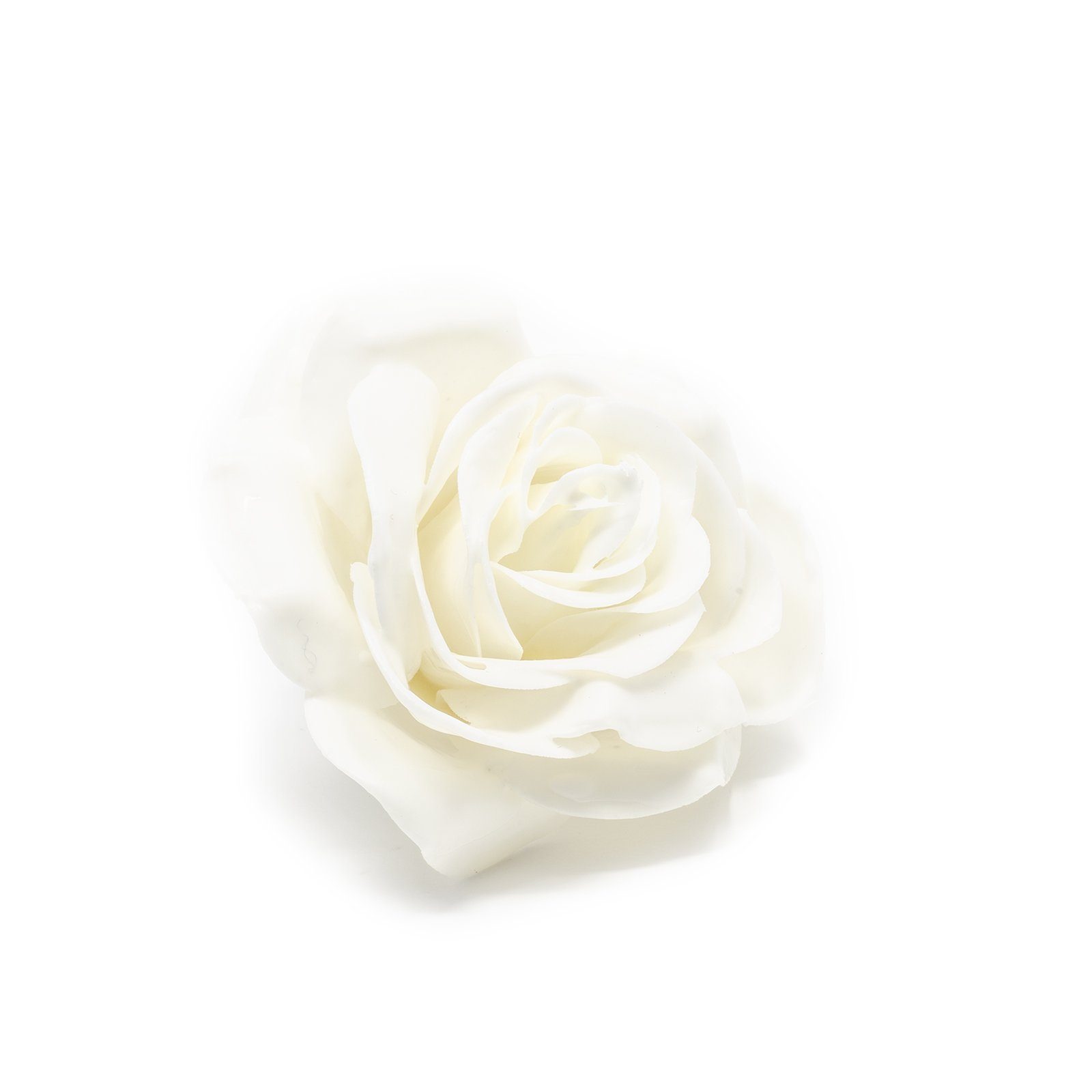 Trockenblume 12er Set Wachsrose - Soft White, Primera, Höhe 25 cm