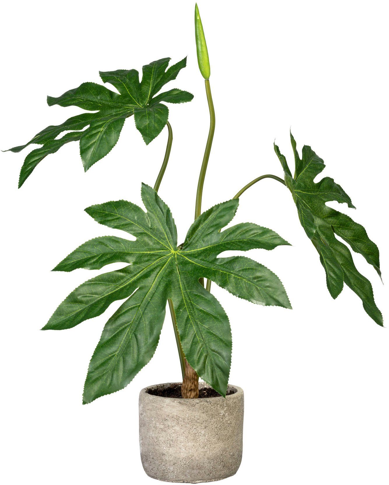 Künstliche Zimmerpflanze Aralie Aralie, Creativ green, Höhe 60 cm, im Zementtopf. Reduzierter Preis € 28,92. Unverbindliche Preisempfehlung € 49,99