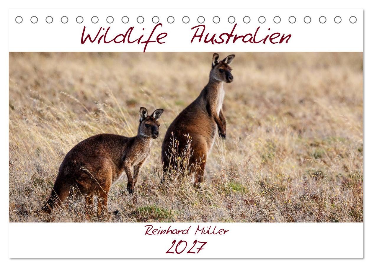 CALVENDO Wandkalender Wildlife Australien (Tischkalender 2027 DIN A5 quer), CALVENDO Monatsk