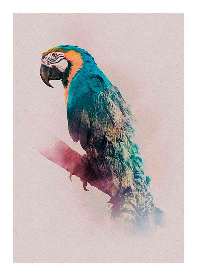 Parrot, Poster Wohnzimmer Schlafzimmer, (1 Paradise Komar Animals Kinderzimmer, Tiere St),