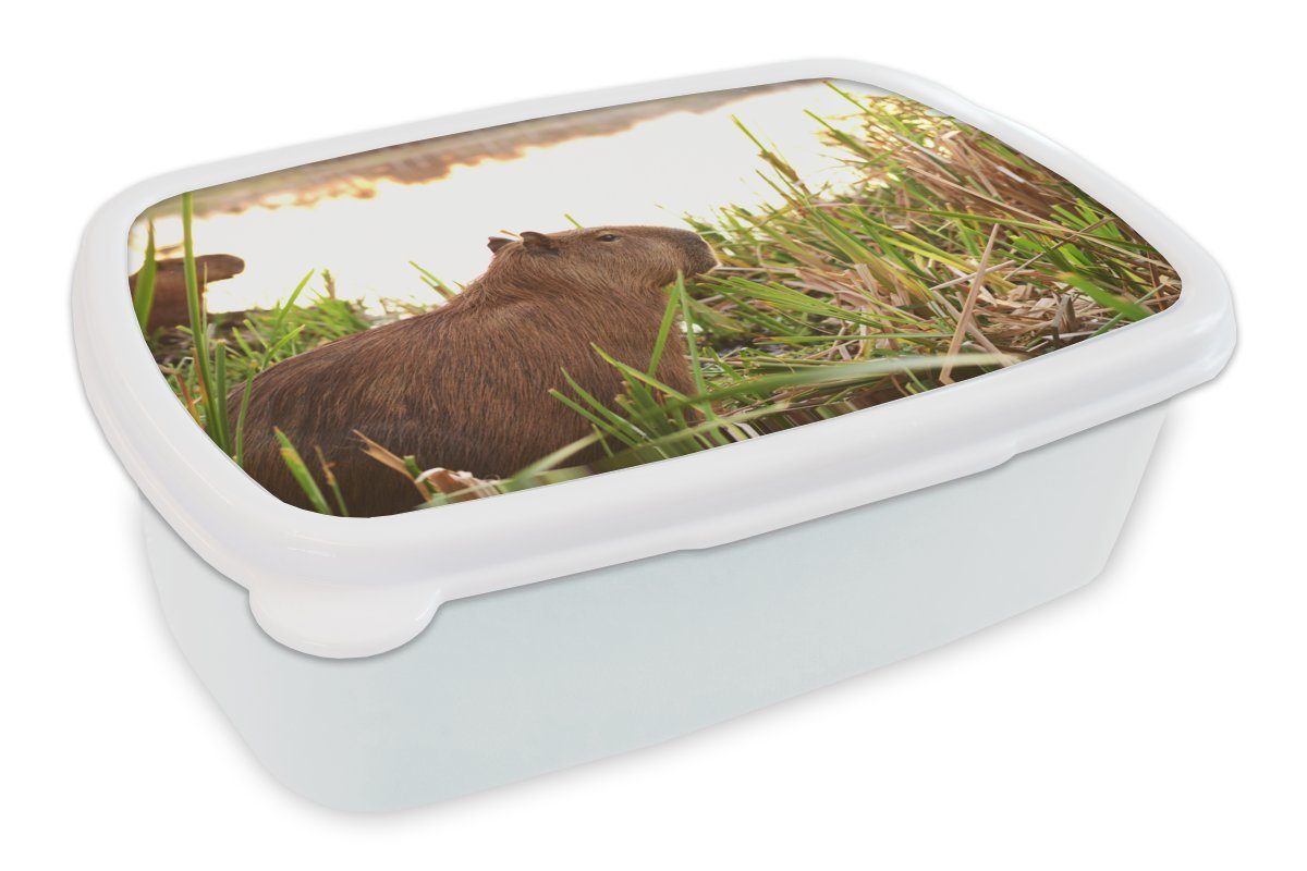 MuchoWow Lunchbox Ein Capybara zwischen dem hohen Schilf, Kunststoff, (2-tlg), Brotbox für Kinder und Erwachsene, Brotdose, für Jungs und Mädchen weiß