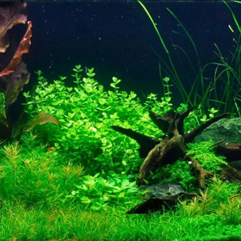 Aquaone Wasserpflanze Aquarium Pflanze Lindernia rotundifolia Nr.045