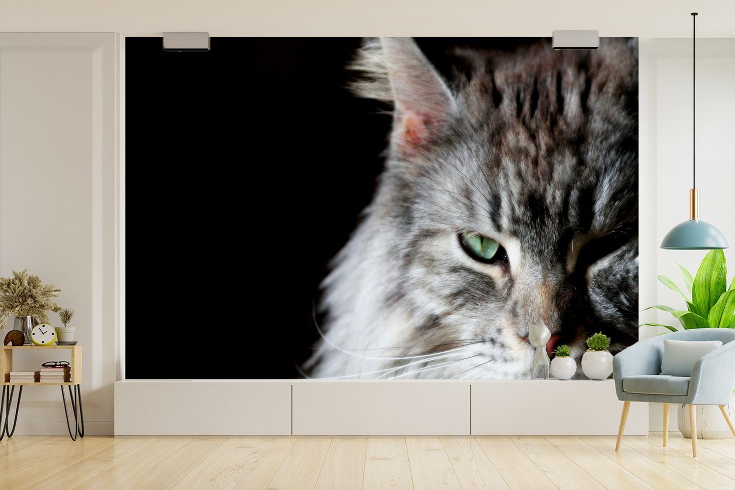 Matt, Wallpaper Porträt MuchoWow für einer Maine Coon graufarbigen Katze, Tapete (6 Vinyl Fototapete St), bedruckt, Wohnzimmer, Schlafzimmer, Kinderzimmer,