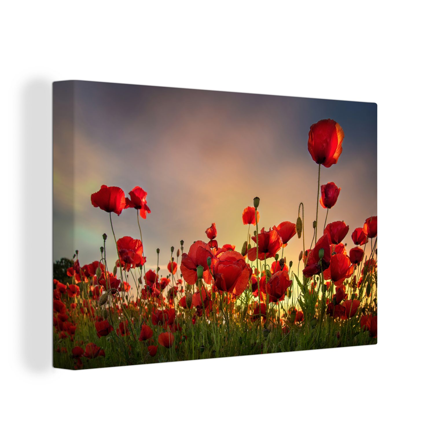 OneMillionCanvasses® Leinwandbild Mohnblumen - Blumen - Sonnenaufgang, (1 St), Wandbild Leinwandbilder, Aufhängefertig, Wanddeko, 30x20 cm