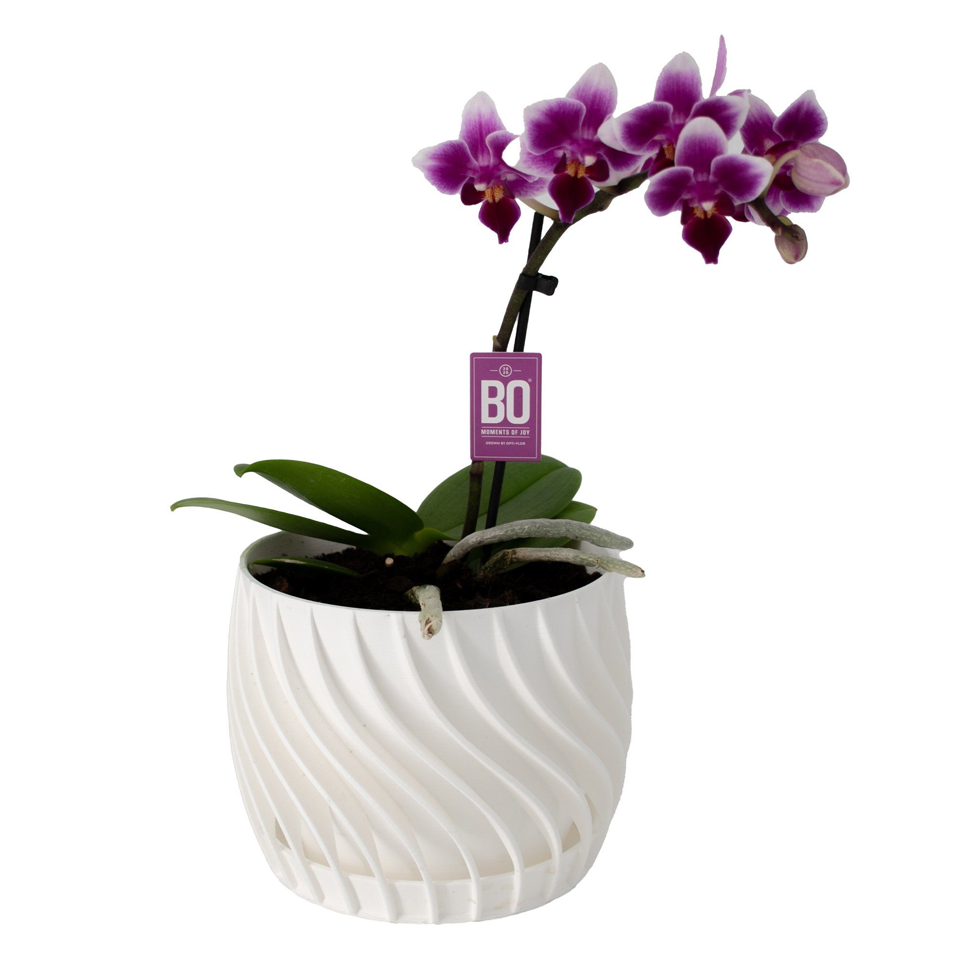 Shapes - Decorations Blumentopf The Plant günstig online kaufen