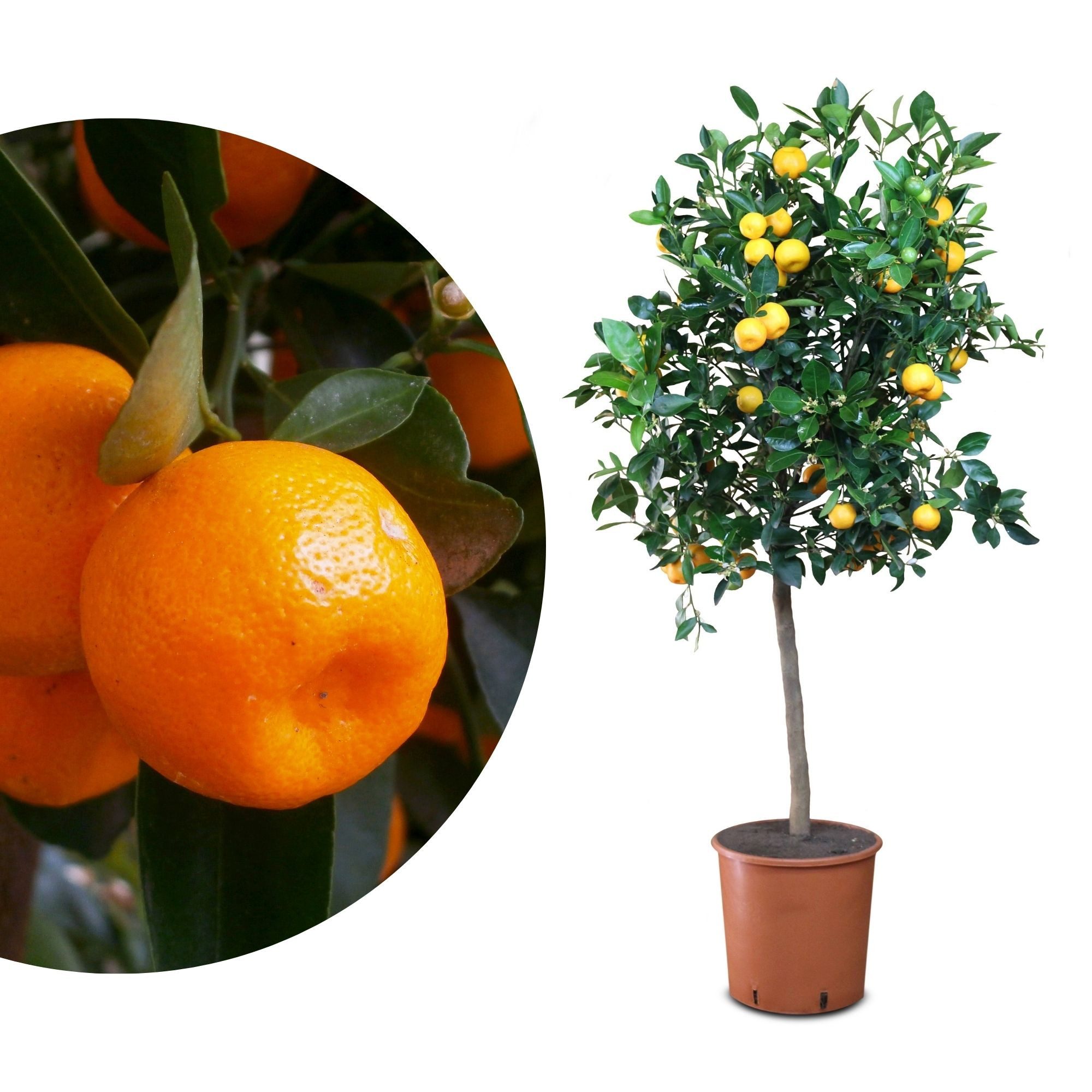 Meine Orangerie Obstpflanze Calamondin - Calamansi - Citrus Mitis, echte Calamondin Orange, professionell veredelter und fruchtreifer Zitrusbaum