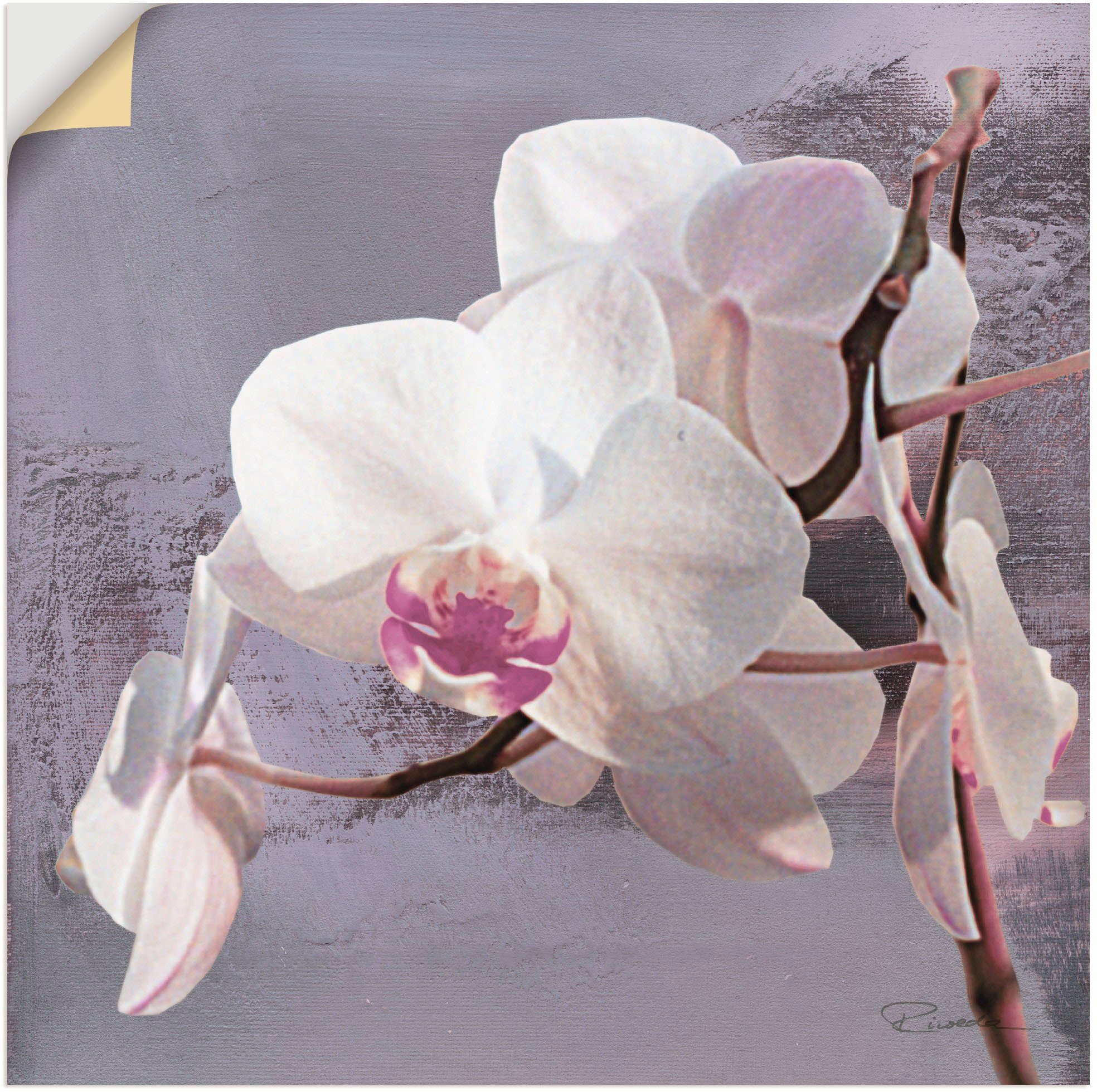 Artland Wandbild Orchideen vor oder (1 Blumen St), versch. in Alubild, Leinwandbild, als Größen Wandaufkleber Violett Poster I