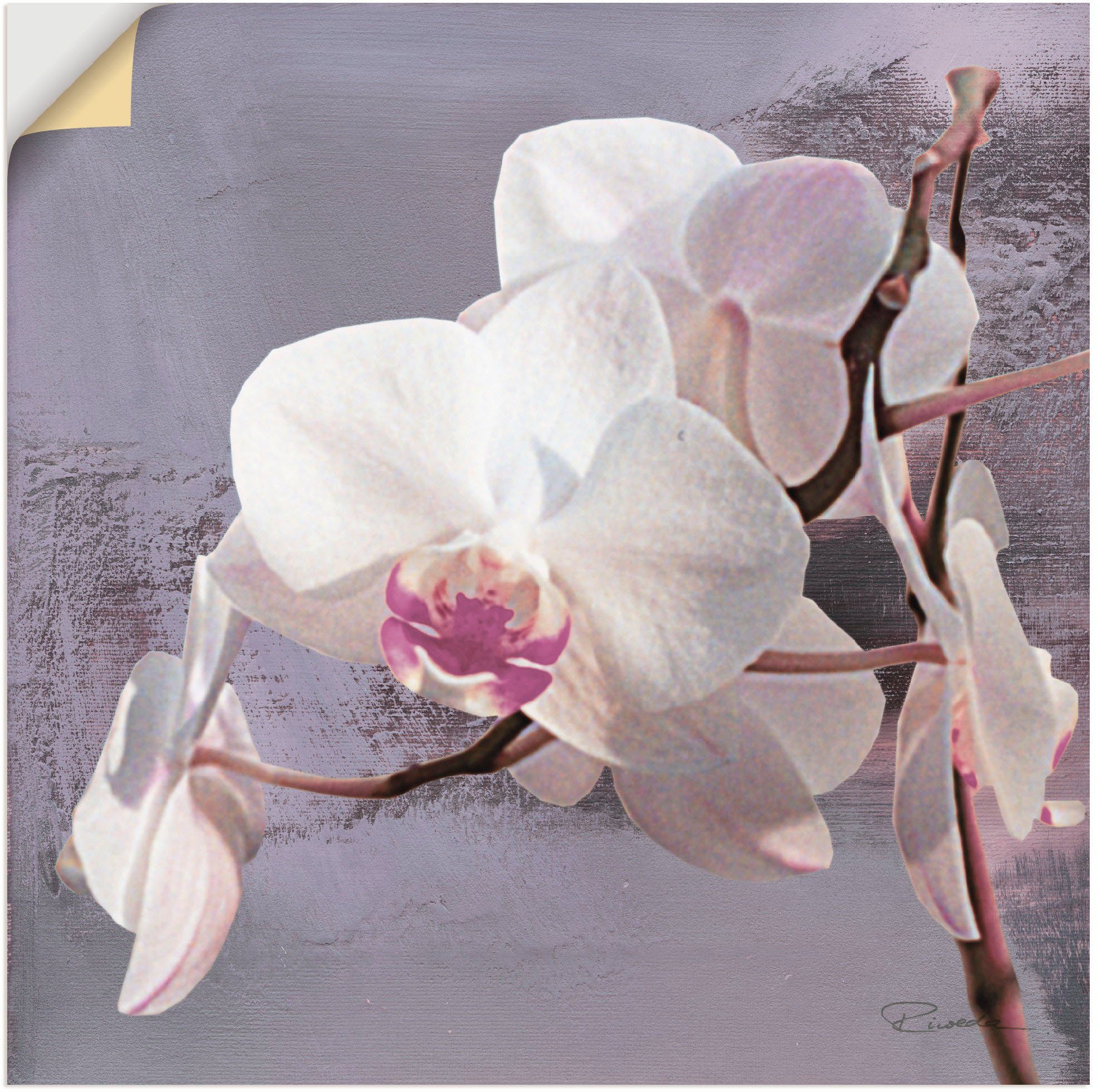 (1 Leinwandbild, St), als Violett versch. Wandaufkleber Blumen Poster Wandbild vor Orchideen oder in Alubild, Größen I, Artland