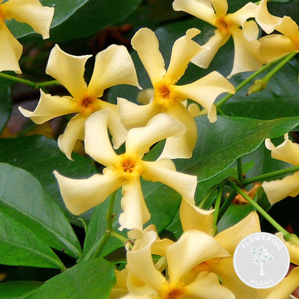 Bloomique Kletterpflanze Trachelospermum Jasminoides Star of Toscana, Sternjasmin, 50-70 cm, 1 St.