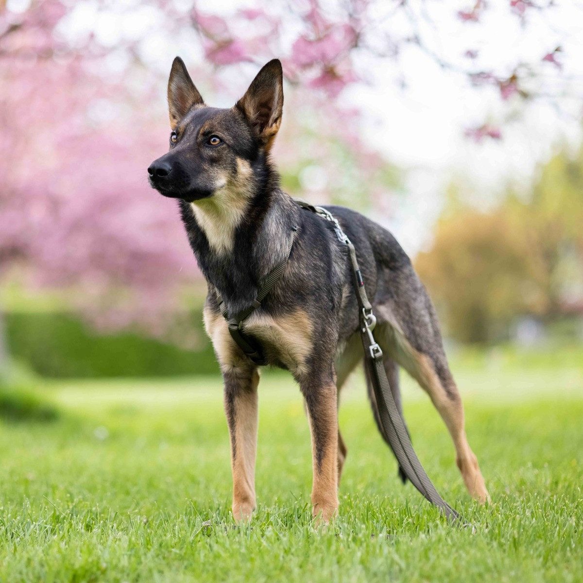 Wolters Hunde-Geschirr Geschirr Professional olive günstig online kaufen