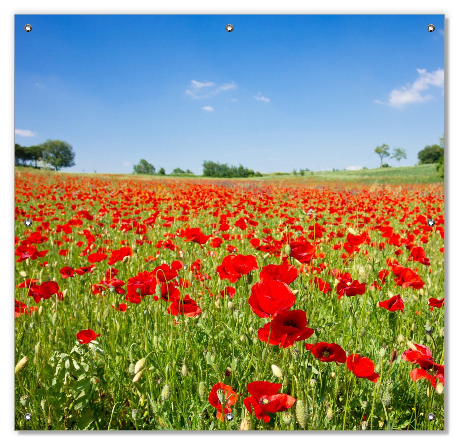 Sonnenschutz Mohnblumenfeld- rote Blumen unter blauem Himmel, Wallario, blickdicht, mit Saugnäpfen, wiederablösbar und wiederverwendbar