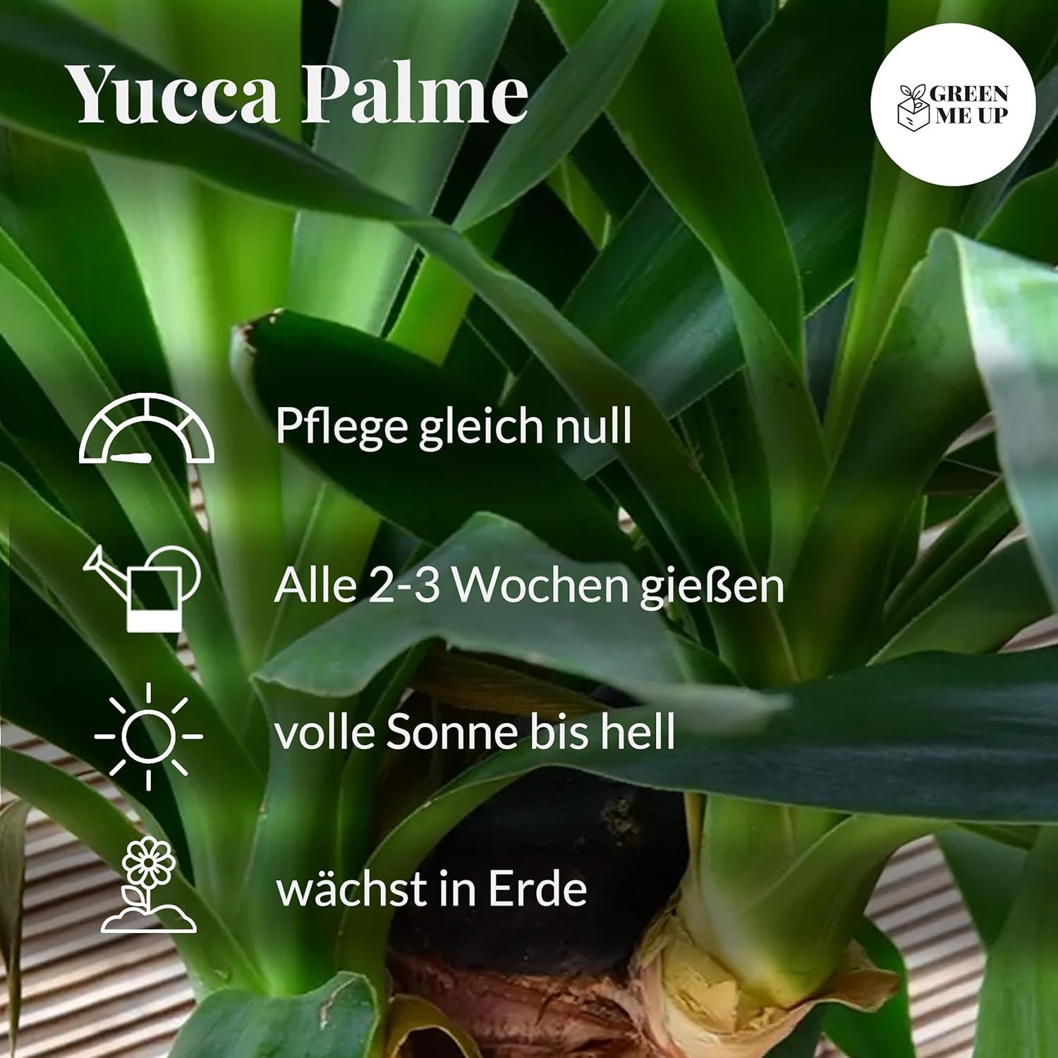 Green Me Up Zimmerpflanze Yucca Palme, Wächst in Erde, Pflege gleich null – Bild 5 von 5