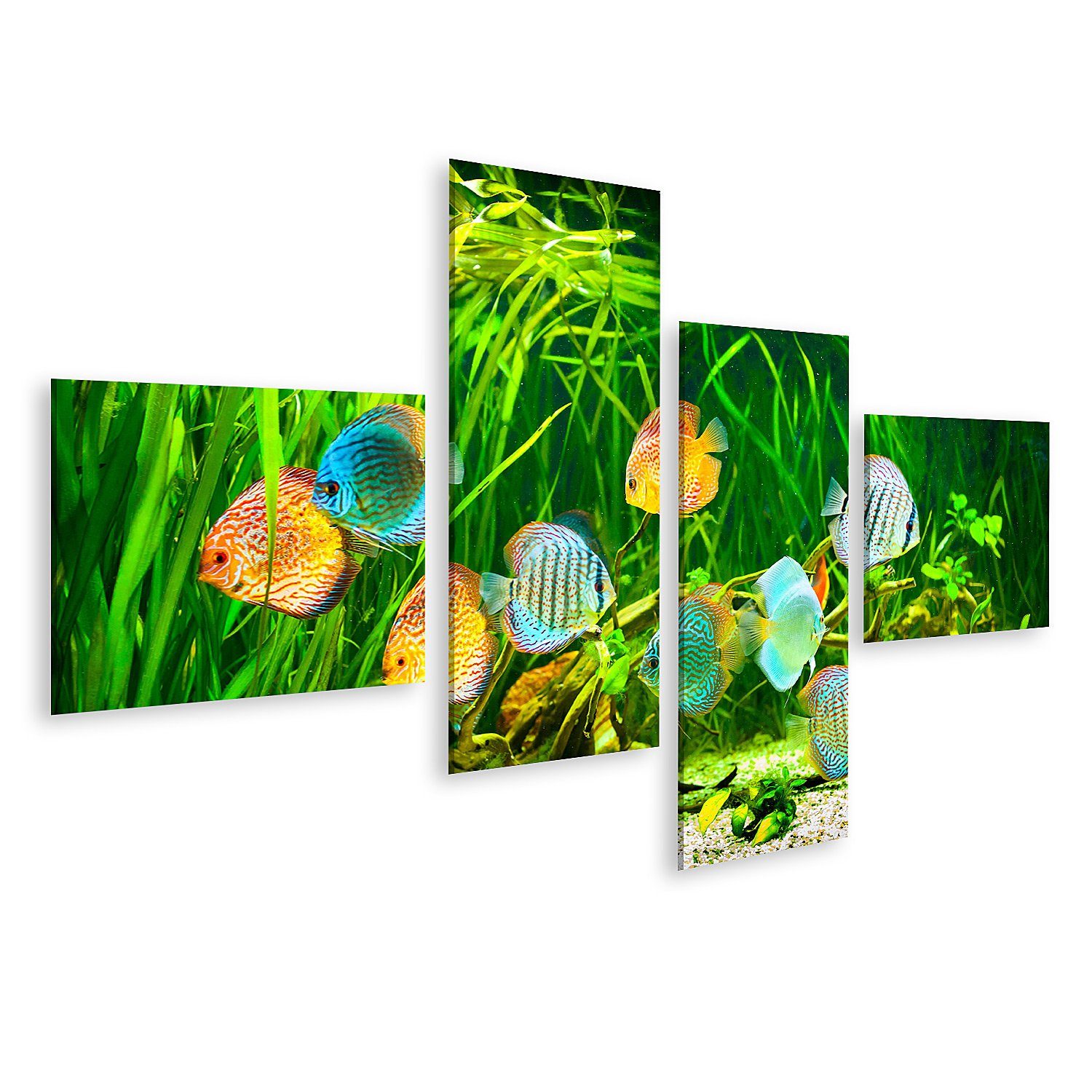 Leinwandbild Bild auf Leinwand Symphysodon Diskus in einem Aquarium auf einem grüne