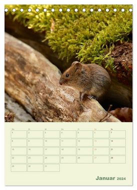 CALVENDO Wandkalender Waldmomente (Tischkalender 2024 DIN A5 hoch), CALVENDO Monatskalender