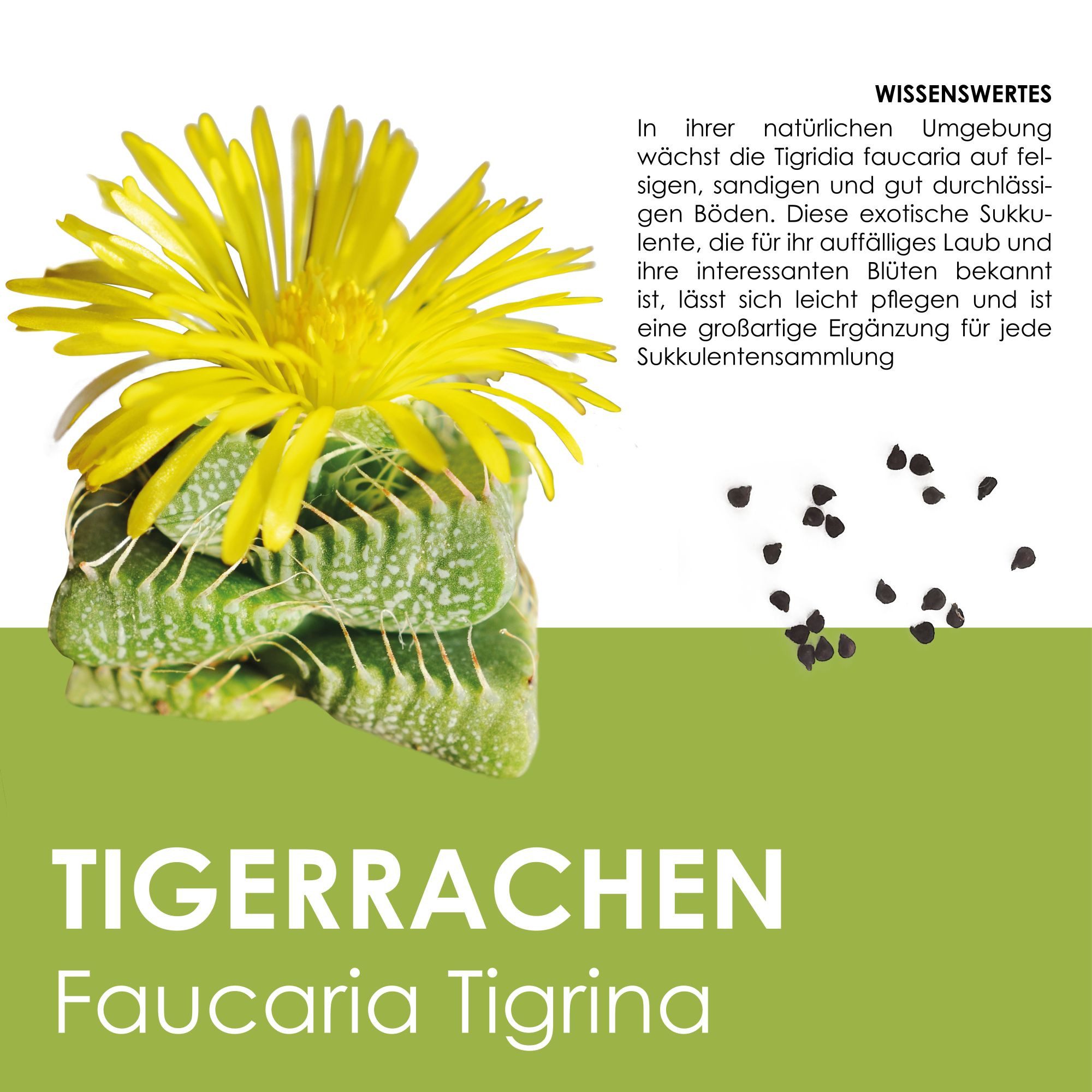 HappySeed Blumensamen Kakteen Starter Kit - Gewächshaus, Kaktus Samen (Echt. Tigerrachen), Kakteen
