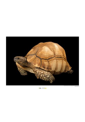 Komar Poster »Ploughshare Tortoise« Tiere Hö...