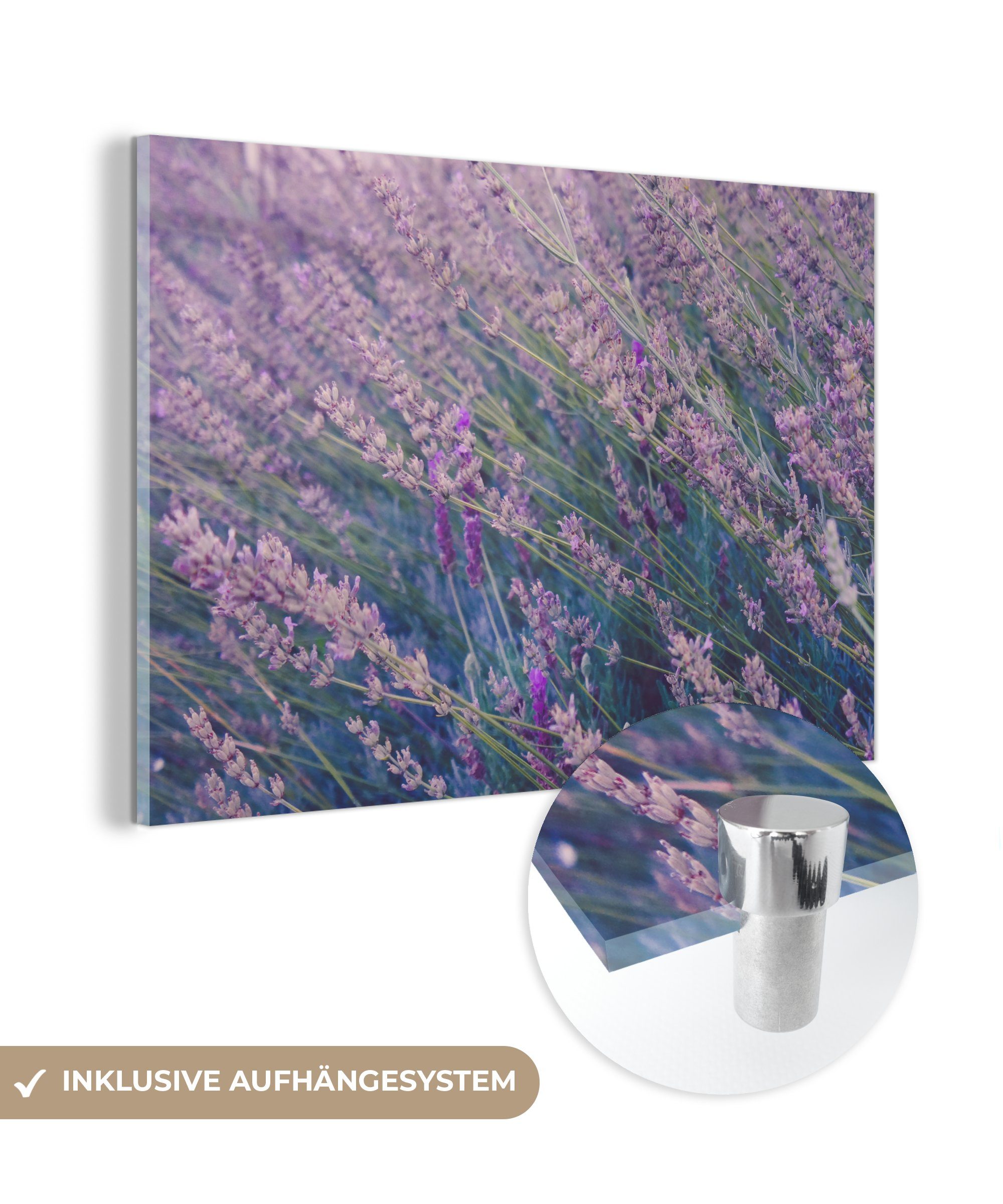 MuchoWow Acrylglasbild Blumen - Lavendel - Lila, (1 St), Acrylglasbilder Wohnzimmer & Schlafzimmer