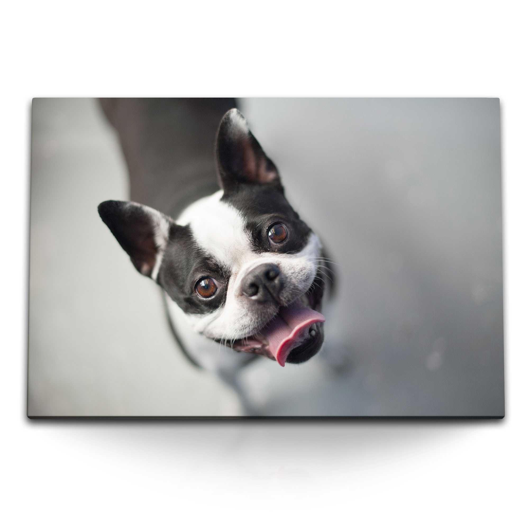 Leinwandbild 120x80cm Wandbild auf Leinwand Kleine Hund französische Bulldogge Tier